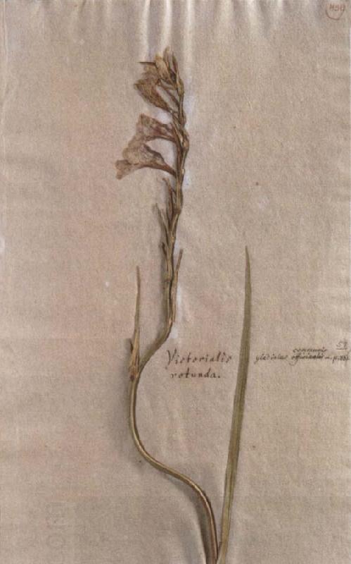 Johann Wolfgang von Goethe Herbarium sheet oil painting picture